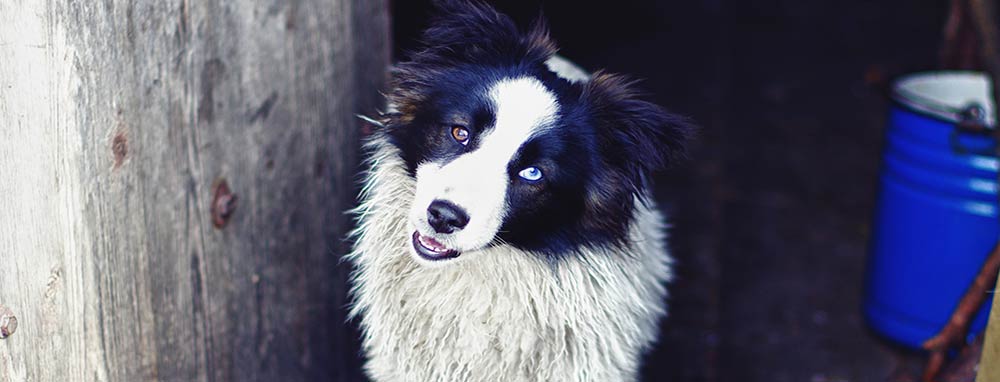 border-collie-heterochromia